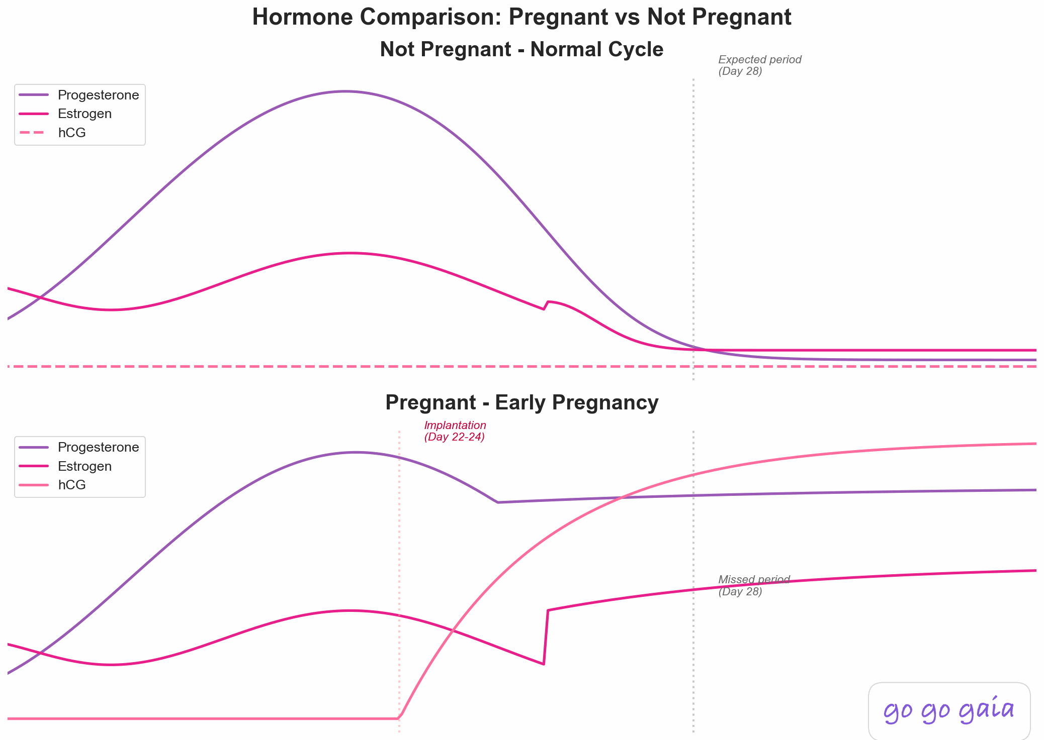 Dual-panel comparison chart showing hormone patterns in non-pregnant cycle versus early pregnancy from ovulation through expected period, illustrating how hCG rescues the corpus luteum in pregnancy
