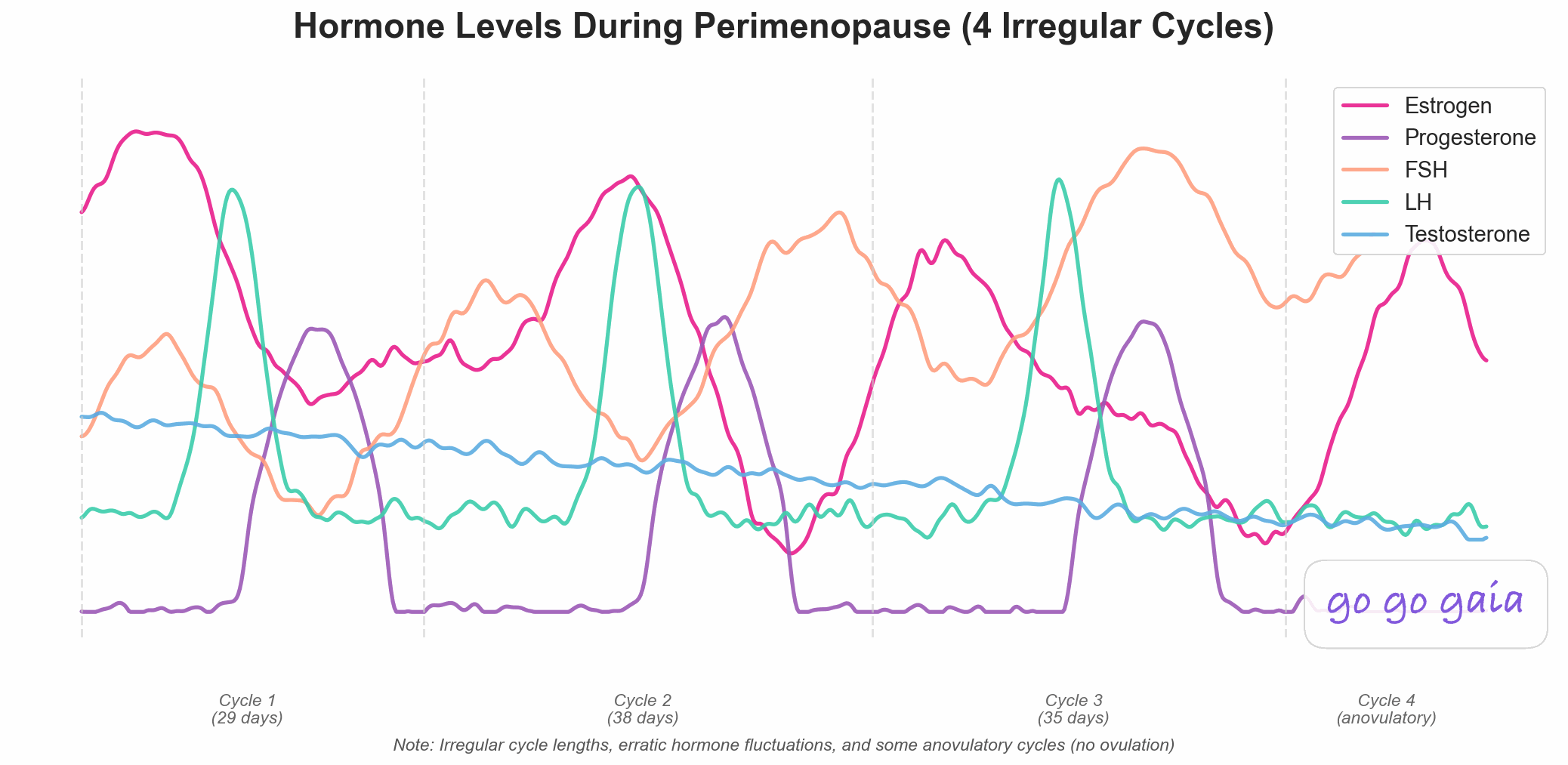 Hormone patterns across four consecutive irregular menstrual cycles during perimenopause showing wild fluctuations in estrogen, irregularly appearing progesterone, and rising FSH levels